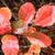 Cotinus coggygria 'Royal Purple'