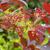 Cotinus coggygria 'Royal Purple'