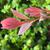 Cotinus coggygria 'Royal Purple'