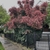 Full grown tree in bloom with pinkish plumes