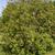 Cotinus obovatus