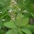 Cotinus obovatus - flower up close