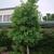 Cotinus obovatus