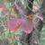 Cotinus obovatus