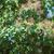 Cotinus obovatus