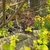 Cotinus