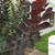 Cotinus x 'Grace' leaf