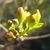 Cotinus
