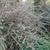 Cotoneaster conspicuus