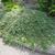 Cotoneaster dammeri
