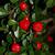 Cotoneaster dammeri