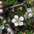 Cotoneaster dammeri