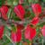 Cotoneaster horizontalis