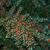 Cotoneaster horizontalis