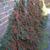 Cotoneaster horizontalis