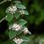 Cotoneaster salicifolius