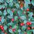 Cotoneaster salicifolius