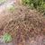 Cotoneaster apiculatus