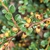 Cotoneaster adpressus