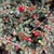 Cotoneaster adpressus