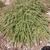 Cotoneaster adpressus