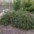 Cotoneaster adpressus