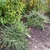 Cotoneaster adpressus