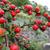 Cotoneaster apiculatus