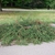 Cotoneaster apiculatus