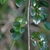 Cotoneaster apiculatus