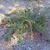 Cotoneaster apiculatus