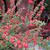 Cotoneaster conspicuus