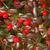 Cotoneaster dammeri