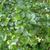 Cotoneaster divaricatus