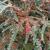 Cotoneaster horizontalis
