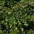 Cotoneaster horizontalis