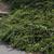 Cotoneaster horizontalis