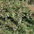 Cotoneaster integrifolius