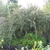 Cotoneaster integrifolius