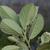 Back of leaves