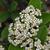 Flower Cluster