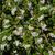 Cotoneaster salicifolius - flowers up close