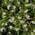 Cotoneaster salicifolius Flower and Leaf