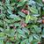 Leaves and berries