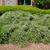 Cotoneaster salicifolius Form