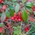 Round red berries