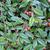 Cotoneaster salicifolius