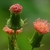 Crassocephalum crepidioides
