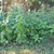 Crassocephalum crepidioides