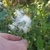 Crassocephalum crepidioides